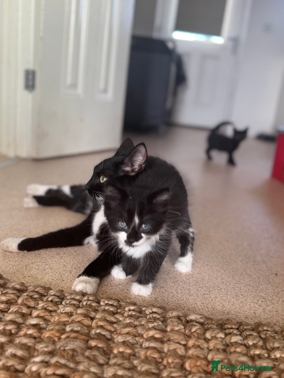 Mixed Breed cats for sale: Beautiful Mixed Breed Kitten  - Image 14