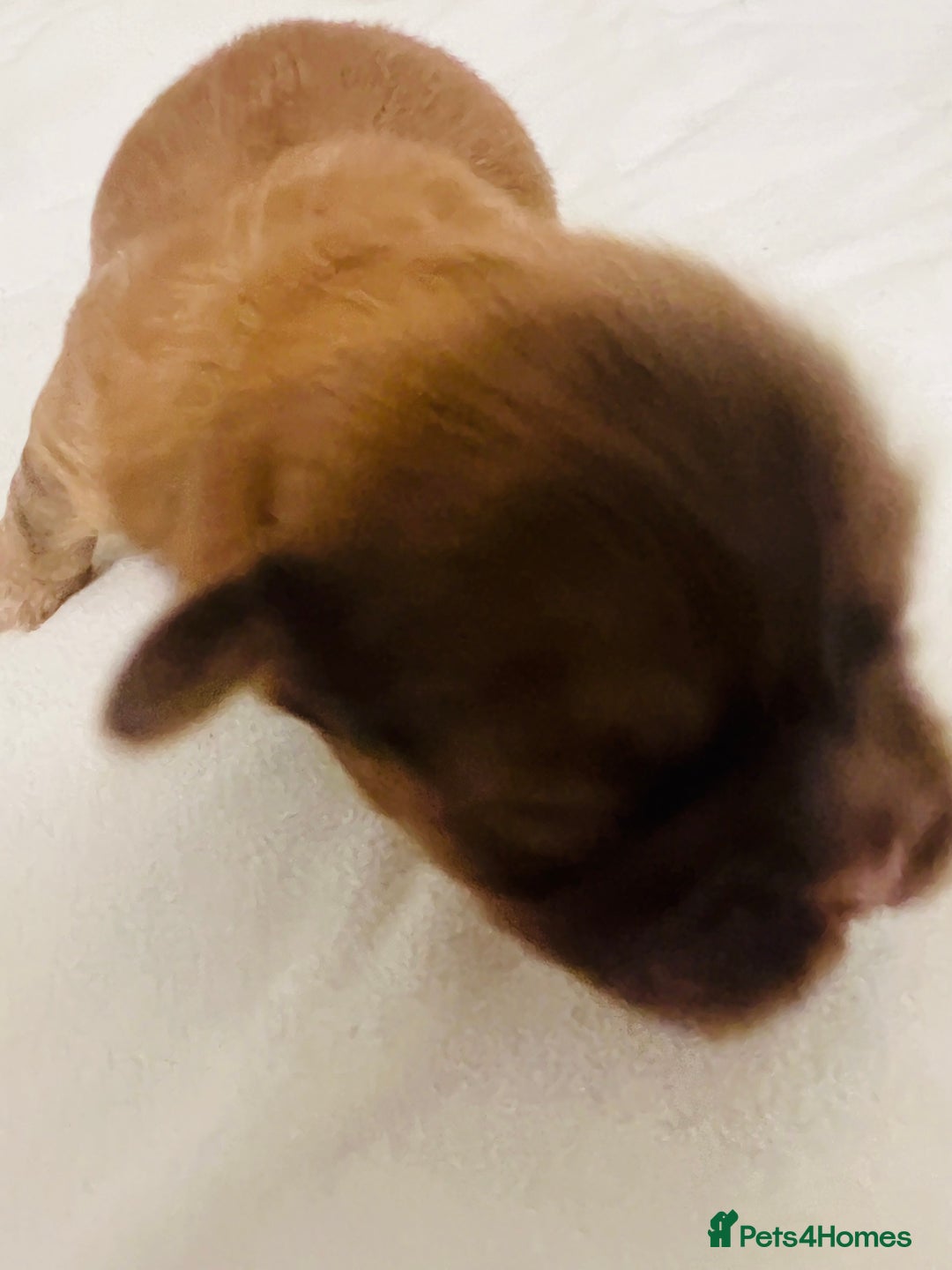 Shih Tzu dogs for sale: KC registered pure breed imperial shihtzu puppies  - Advert 17