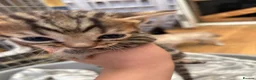 Bengal cats for sale: Stunning Bengal kittens  - Advert 6