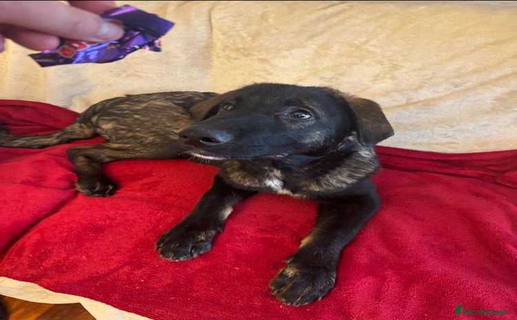 Mixed Breed dogs - Advert 2