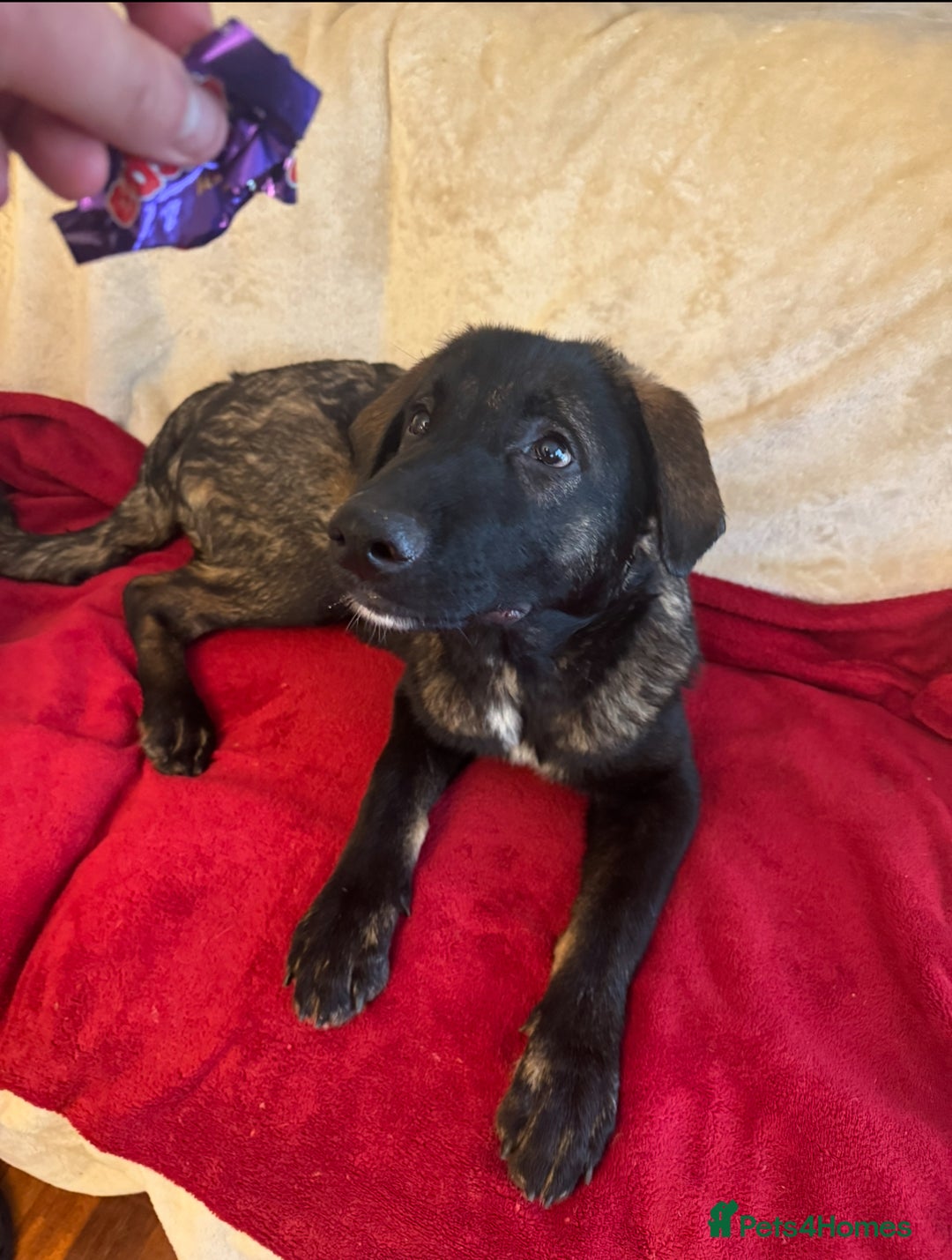 Mixed Breed dogs for sale: Belgian Malinois X Caucasian Shepherd  - Image 1