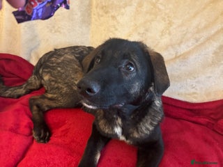 Mixed Breed dogs - Advert 2