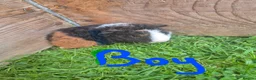 Guinea Pig rodents for sale: Teddy guinea pigs  - Advert 3