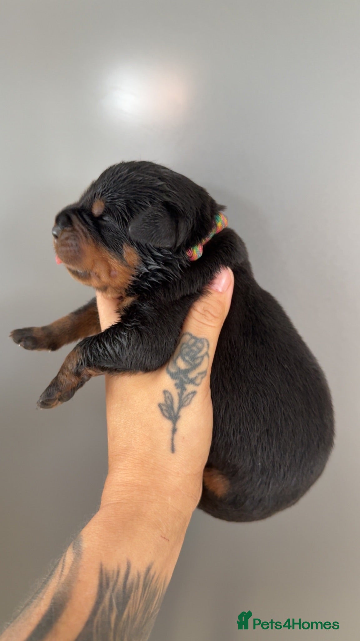 Rottweiler dogs German Lines Chunky Rottweiler Puppies - Advert 1