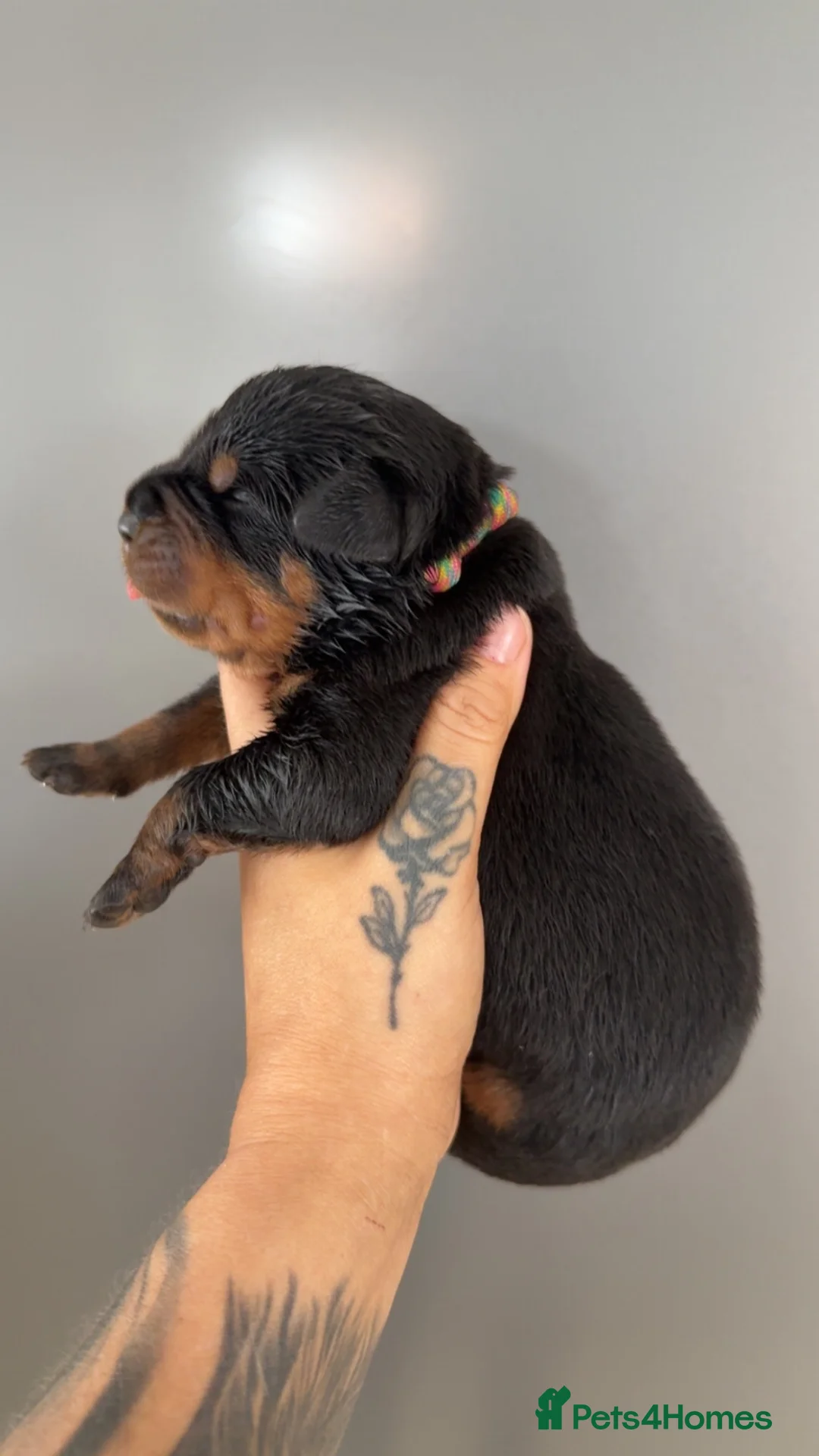 Rottweiler dogs for sale: German Lines Chunky Rottweiler Puppies - Advert 1