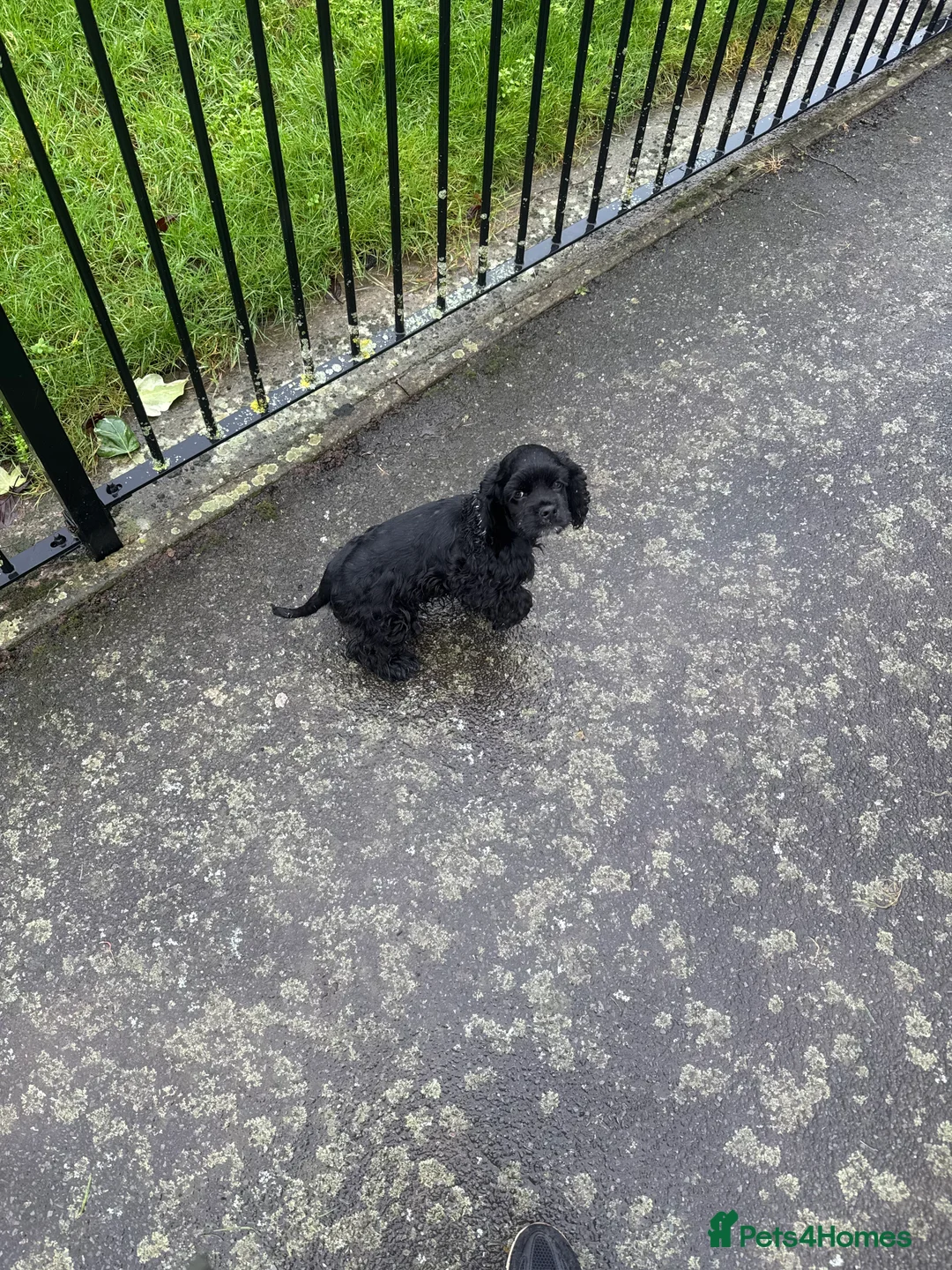 American Cocker Spaniel dogs for sale: KC reg American cocker girl  - Advert 3