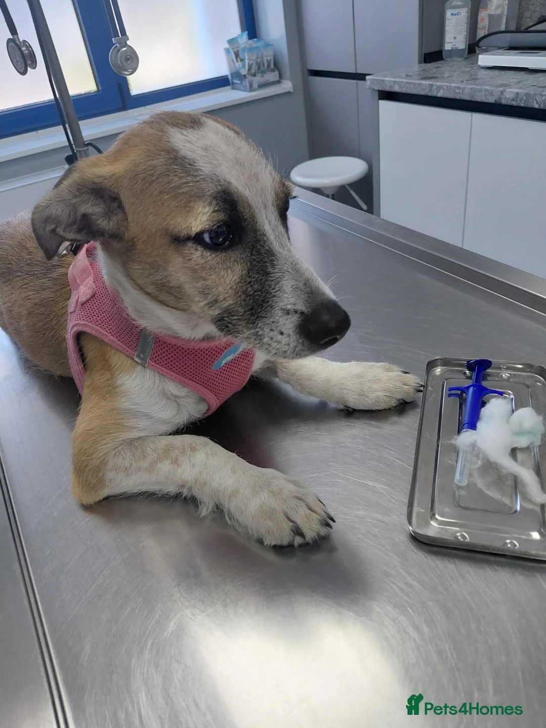 Mixed Breed dogs for adoption: 💖 Meet JESSICA 💖 - a story of Strength and Love - Advert 3