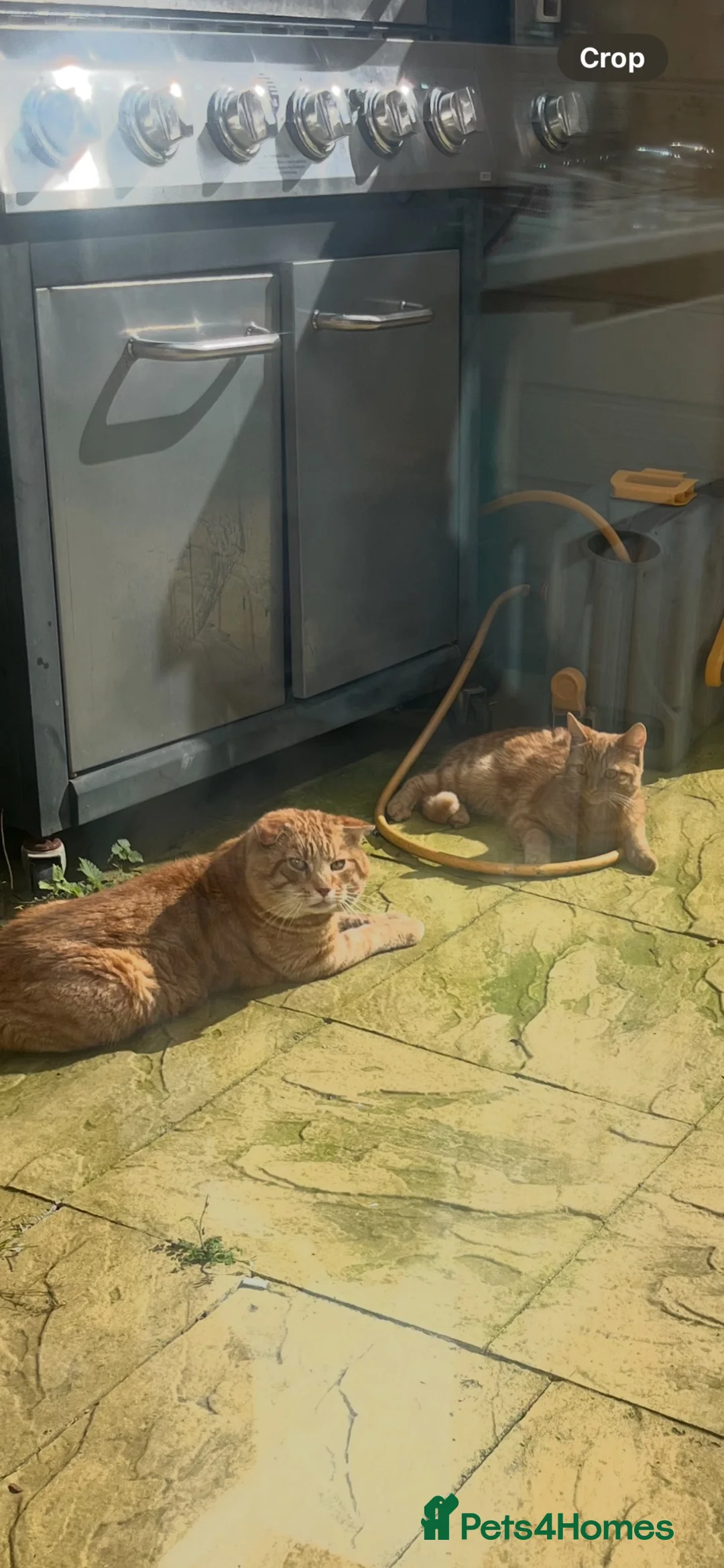 Mixed Breed cats for sale: 5 Beautiful Ginger Babies  - Advert 9