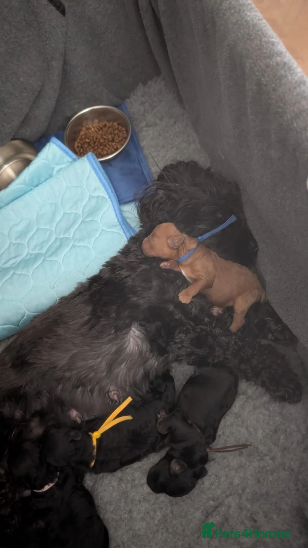 Mixed Breed dogs for sale: toy f1bb shi-poo - Advert 2