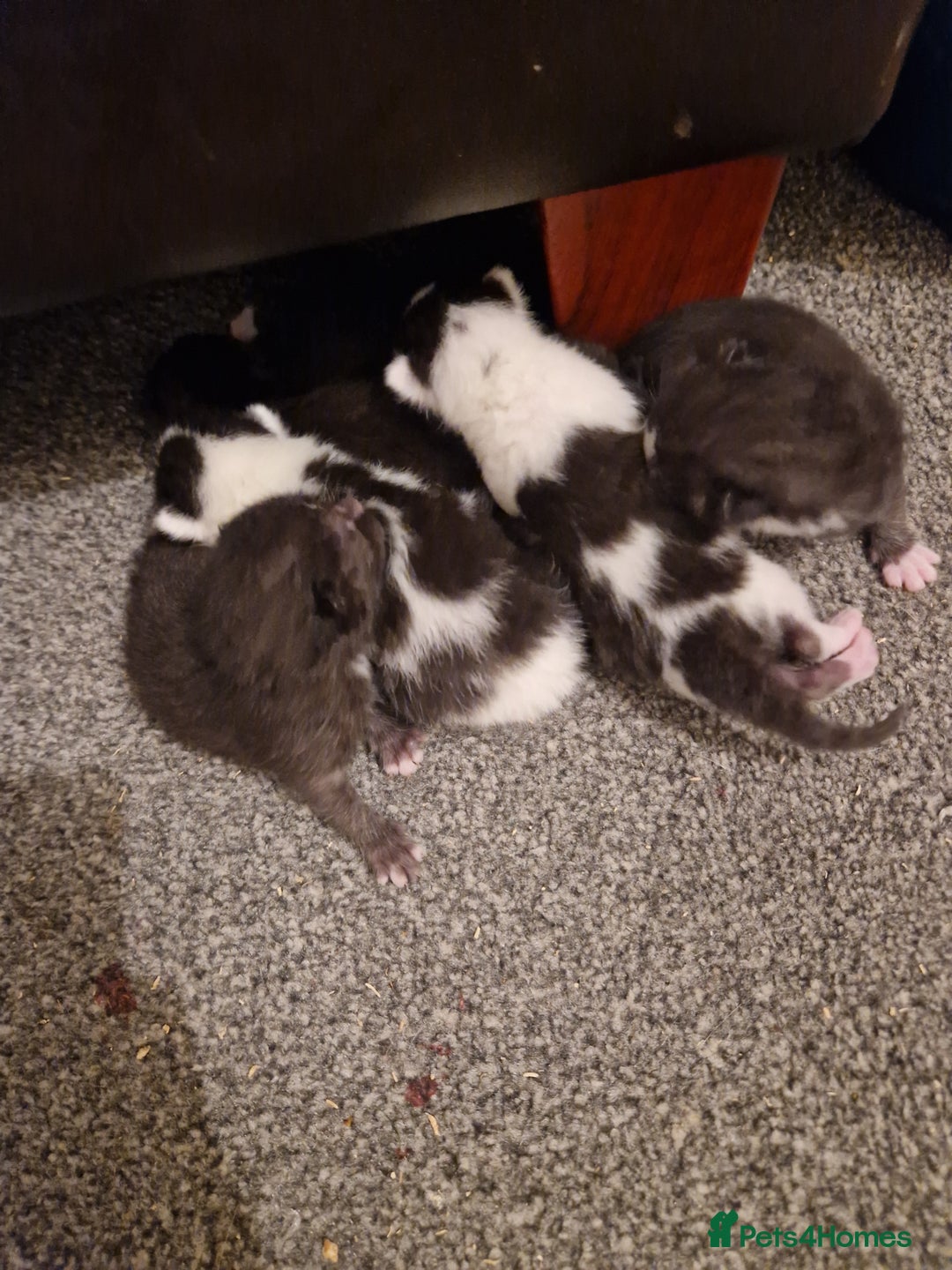 Mixed Breed cats for sale: Playful kittens looking for their furever homes  - Advert 9