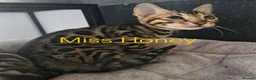 Bengal cats for sale: READY Genetic & Health Tested Bengal Kittens - Advert 33