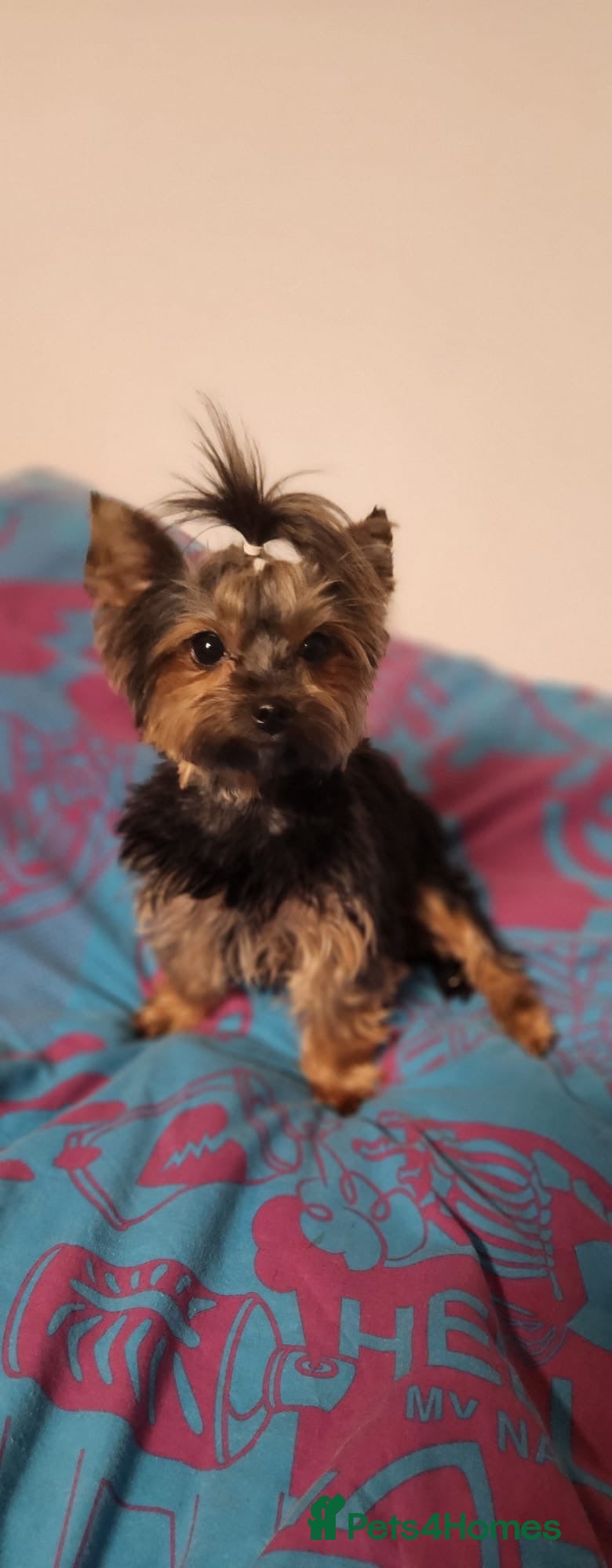 Yorkshire Terrier dogs Little Maya is looking for her own home - Advert 12