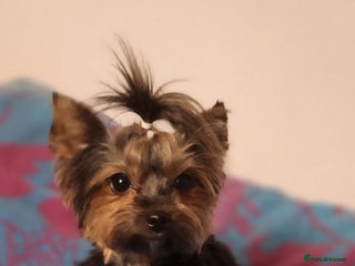 Yorkshire Terrier dogs Little Maya is looking for her own home - Advert 2