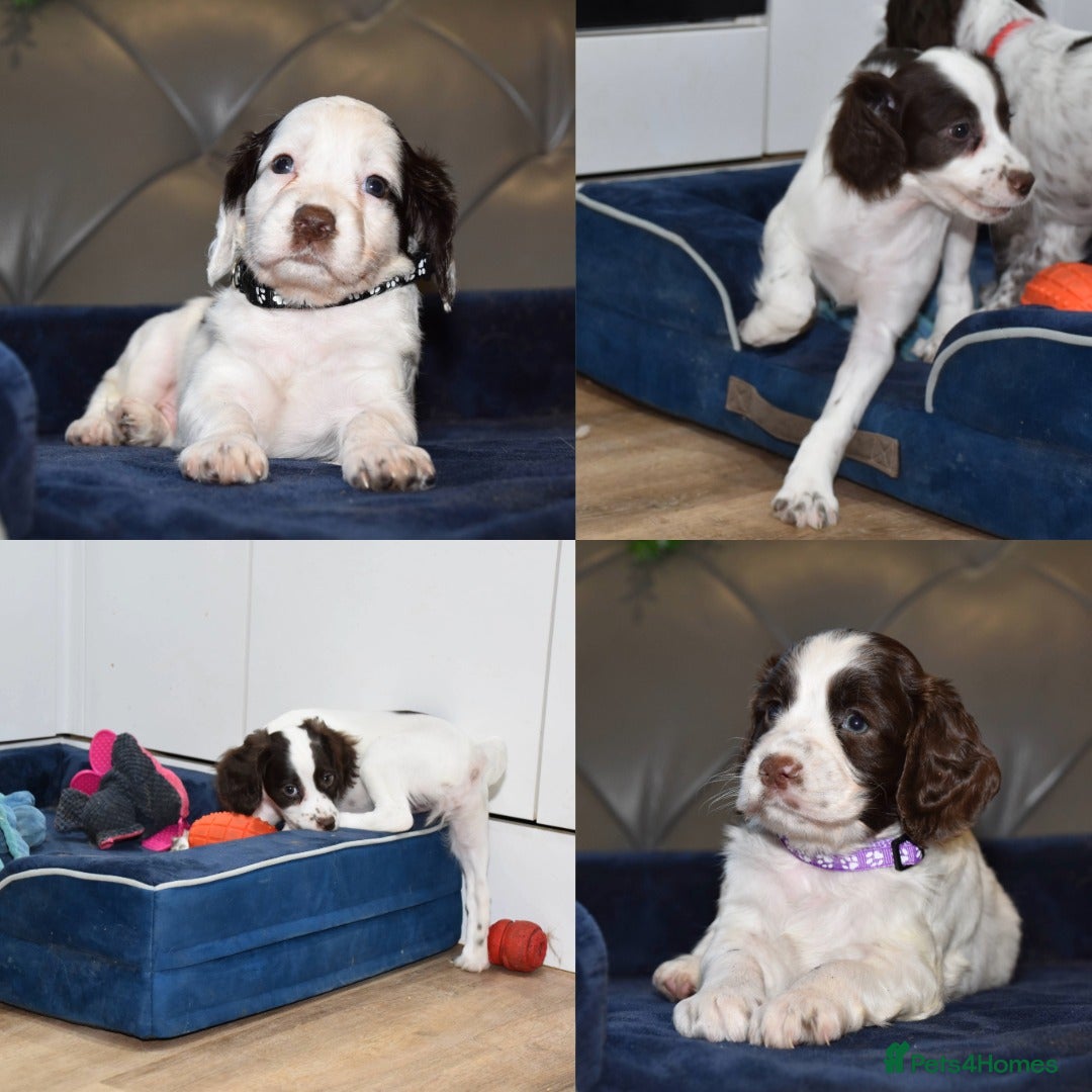 Cocker Spaniel dogs Kc Reg Health Tested Cocker Spaniel Puppies - Advert 6