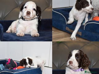 Cocker Spaniel dogs Kc Reg Health Tested Cocker Spaniel Puppies - Advert 6