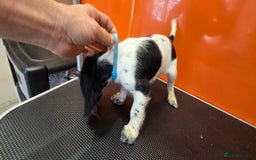 Cocker Spaniel dogs for sale: Working Cocker Spaniel  - Image 19