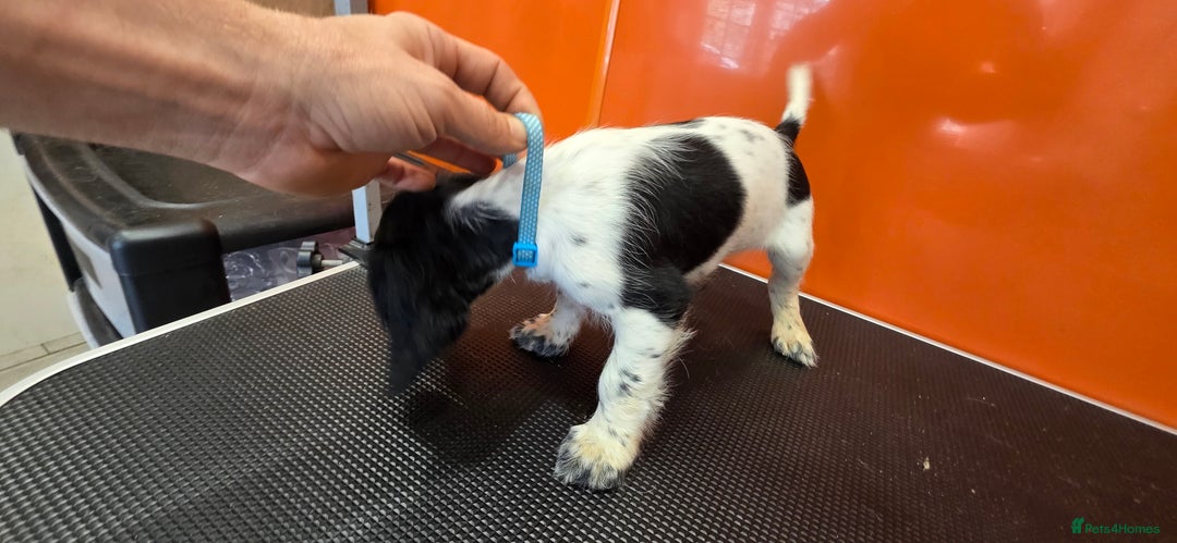 Cocker Spaniel dogs for sale: Working Cocker Spaniel  - Image 19