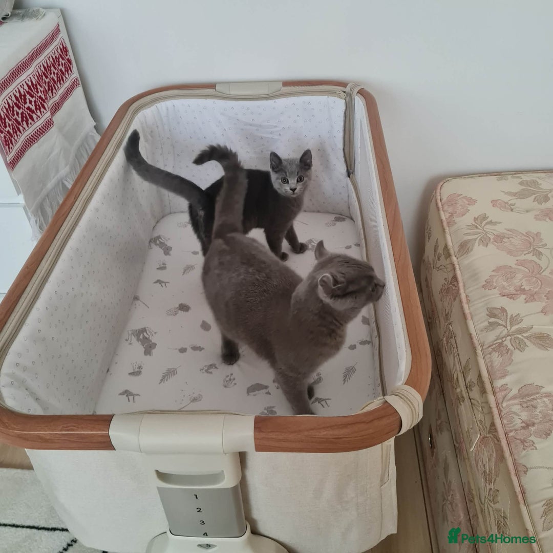 Mixed Breed cats for sale: Her name is Luna  - Advert 3