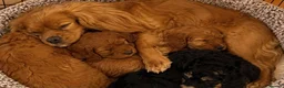 Cavapoo dogs for sale: Gorgeous Cavapoo puppies - Advert 4