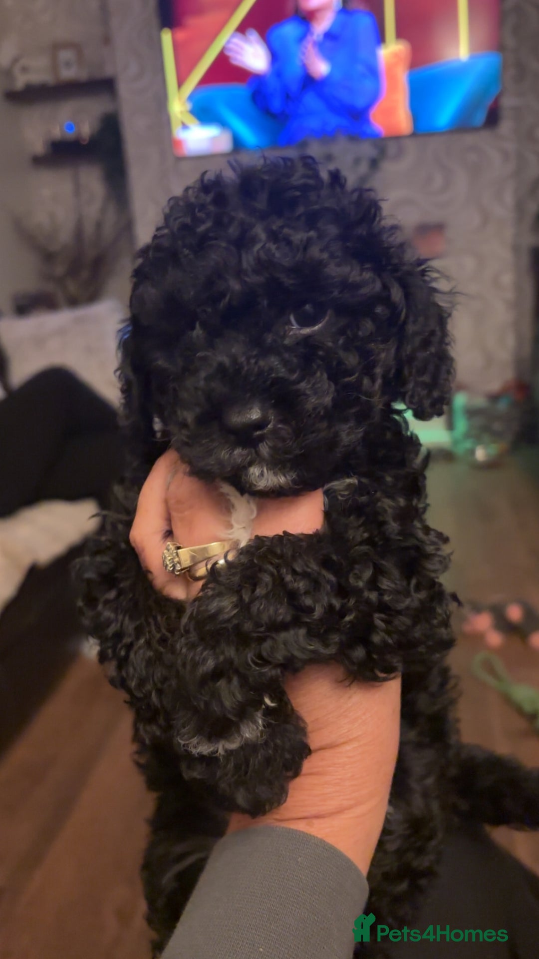 Cavapoo dogs for sale:  Cavapoo puppies  - Advert 16