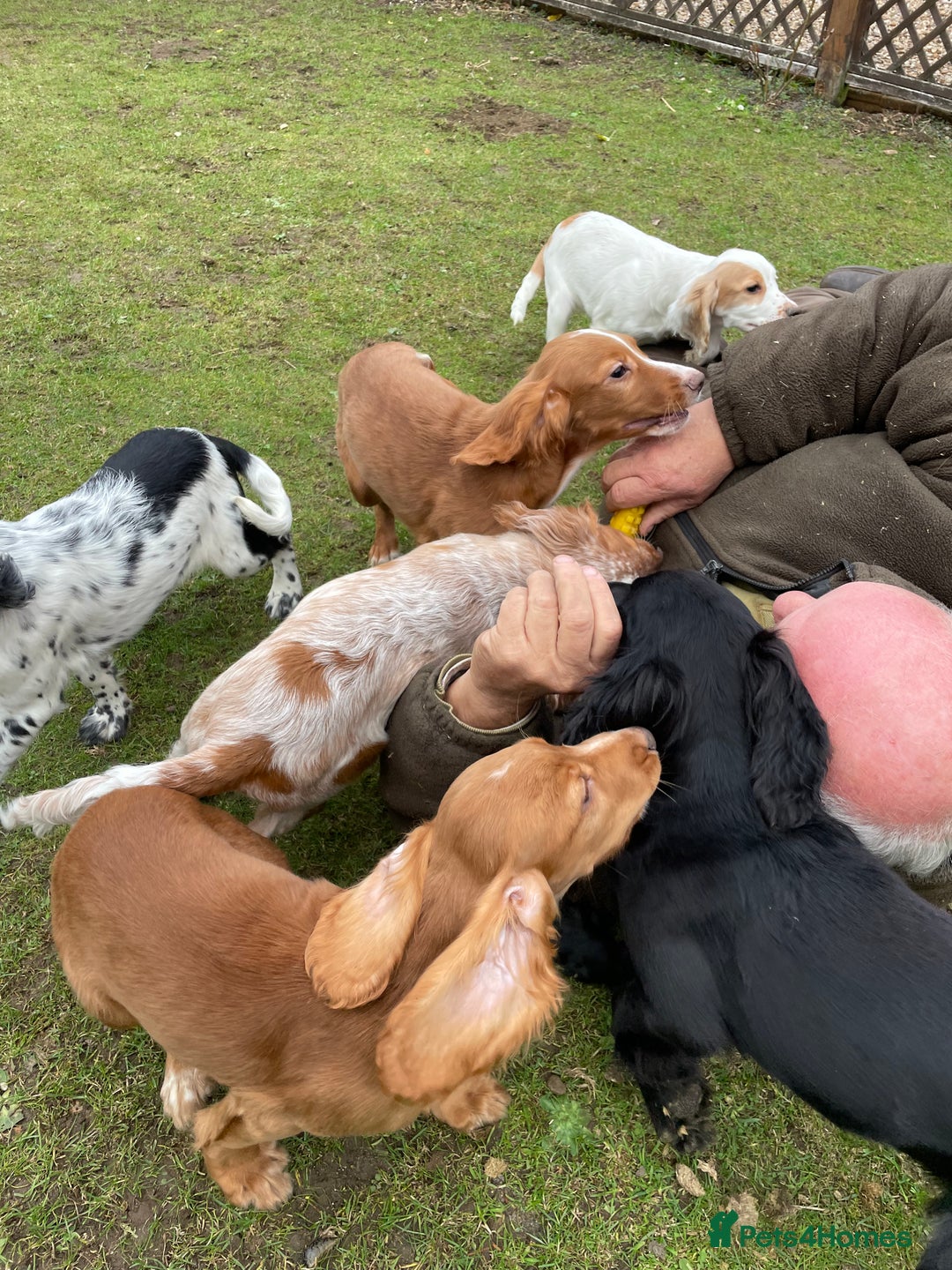 Cocker Spaniel dogs for sale: Working cocker spaniels puppies  - Image 23