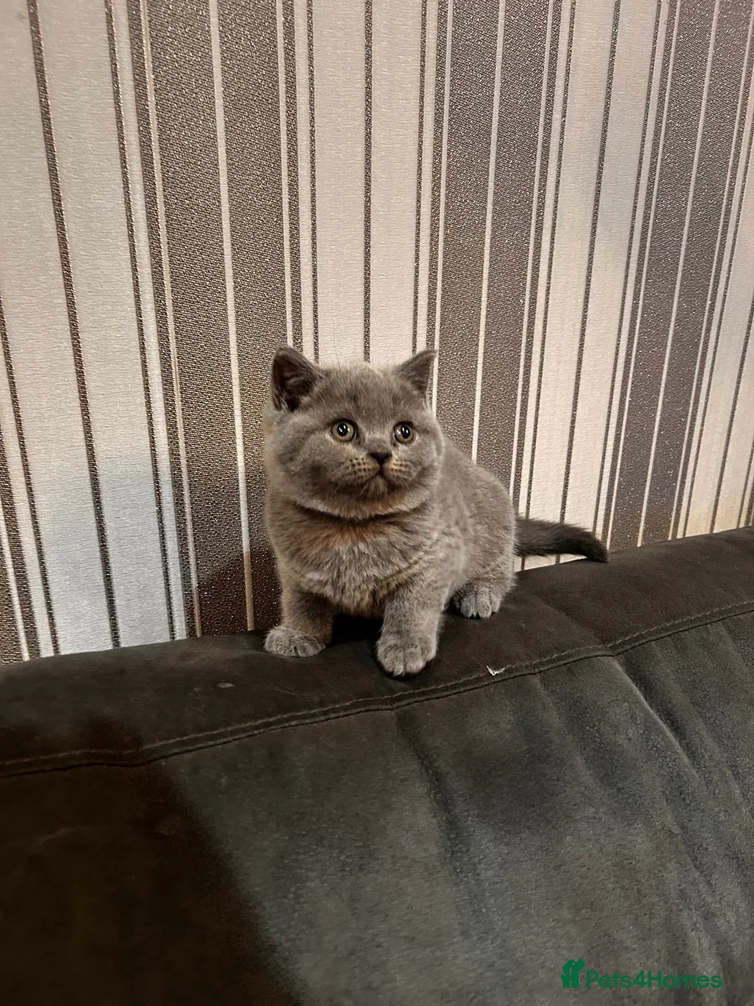 British Shorthair cats for sale: Stunning British shorthair kittens - Advert 2