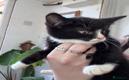 Bengal cats for sale: 12 mixed kittens - Advert 14