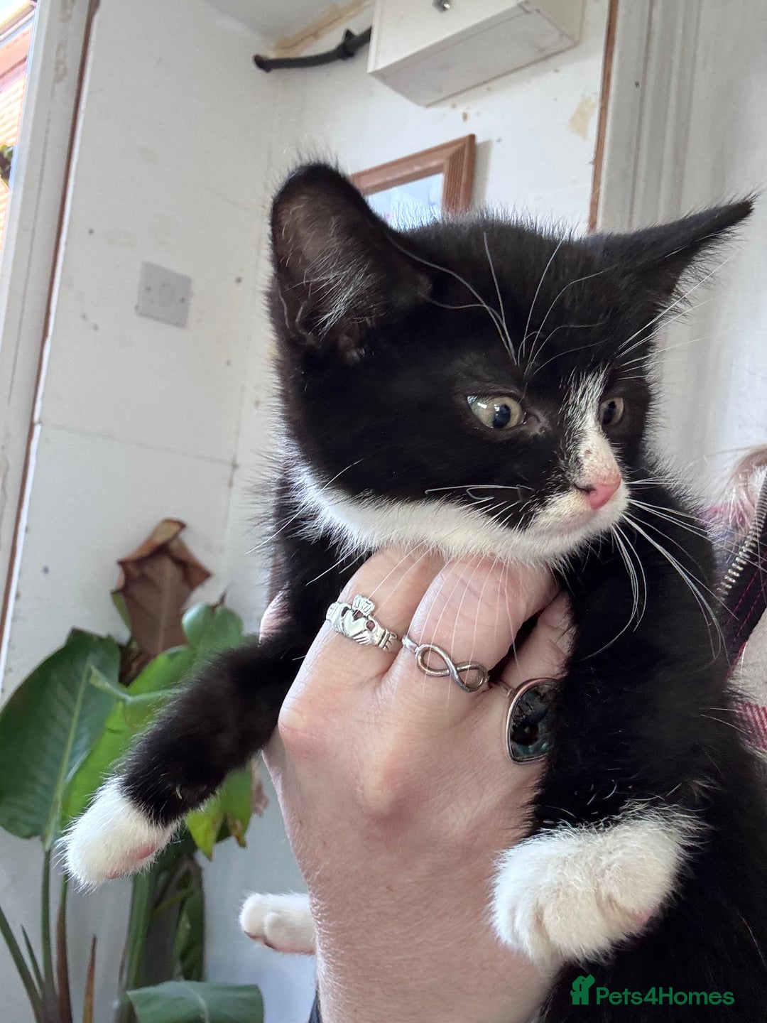 Bengal cats for sale: 12 mixed kittens - Advert 14