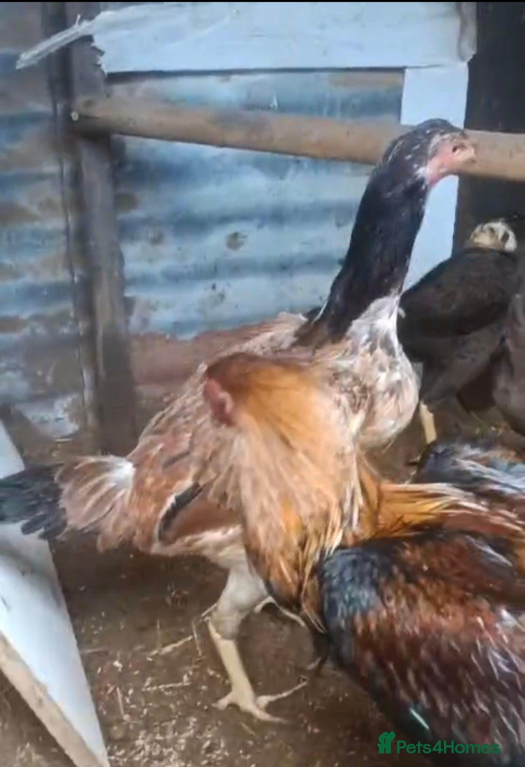 Chickens poultry for sale: Hint shamo cock.. - Advert 2