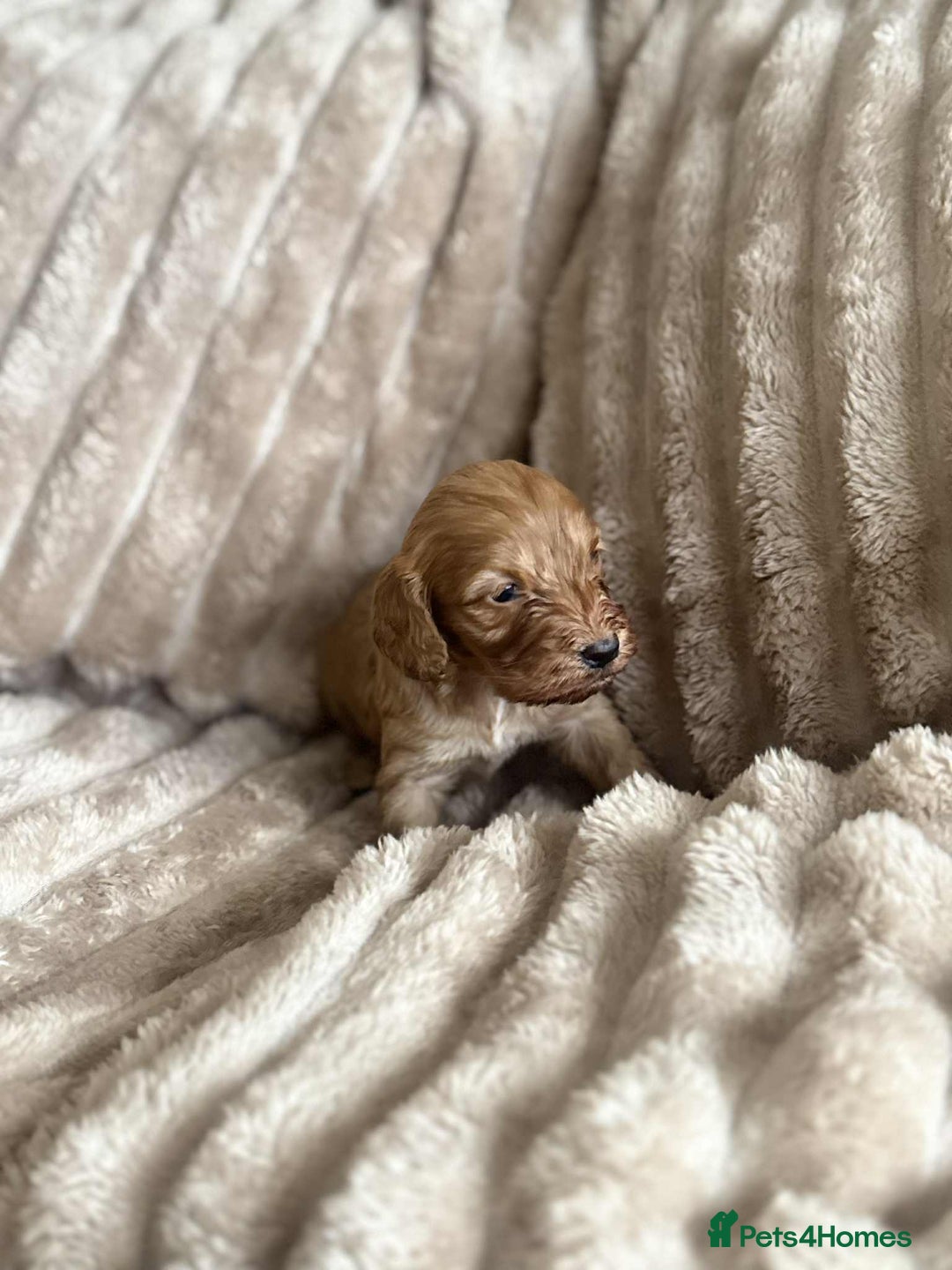 Cockapoo dogs for sale: Cockapoo F1B STUNNING COLOURS 4 available - Advert 18