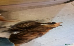 Mixed Breed cats for sale:  2 fluffy female kittens  - Image 7