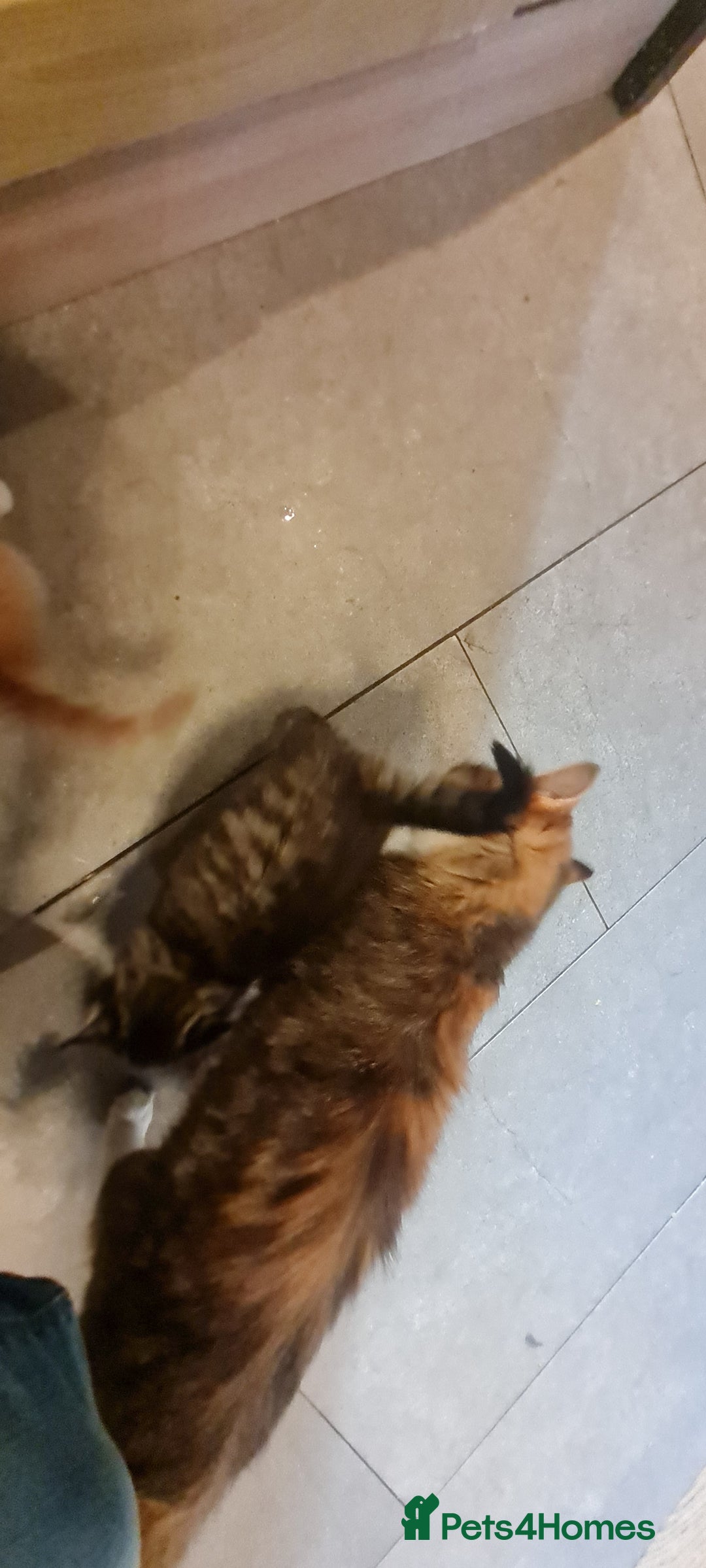 Mixed Breed cats for sale:  2 fluffy female kittens  - Image 7