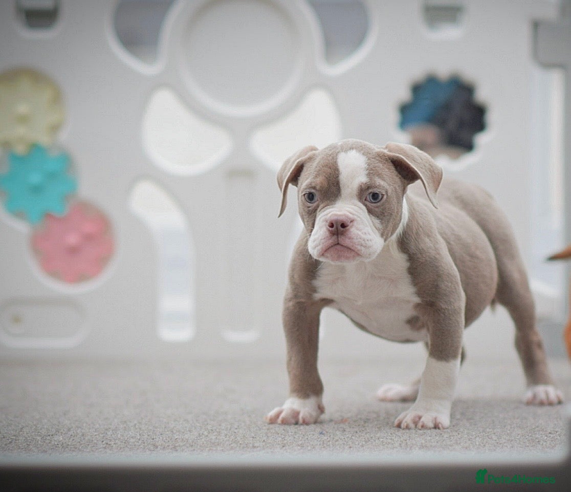 Old Tyme Bulldog dogs 5⭐️RATED COUNCIL APPROVED💥LICENSED 23 YEAR EXPERT - Advert 10