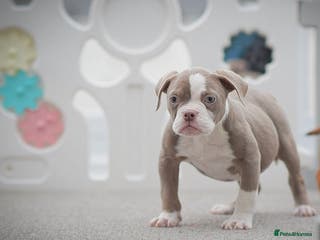 Old Tyme Bulldog dogs 5⭐️RATED COUNCIL APPROVED💥LICENSED 23 YEAR EXPERT - Advert 10