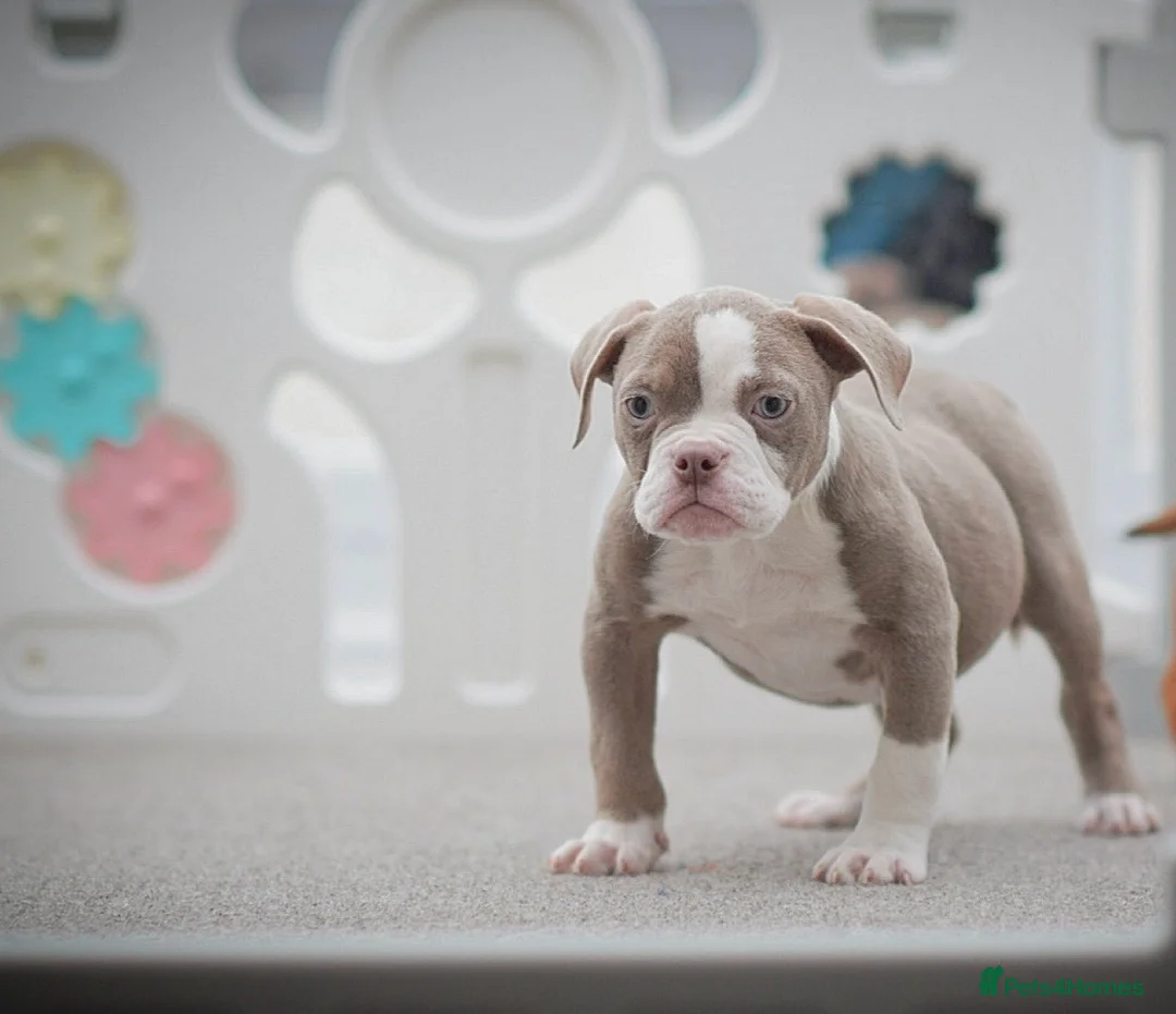 Old Tyme Bulldog dogs for sale: 5⭐️RATED COUNCIL APPROVED💥LICENSED 23 YEAR EXPERT - Advert 8