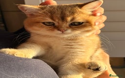 British Shorthair cats for sale: Early BLACK FRIDAY deal available  - Image 12