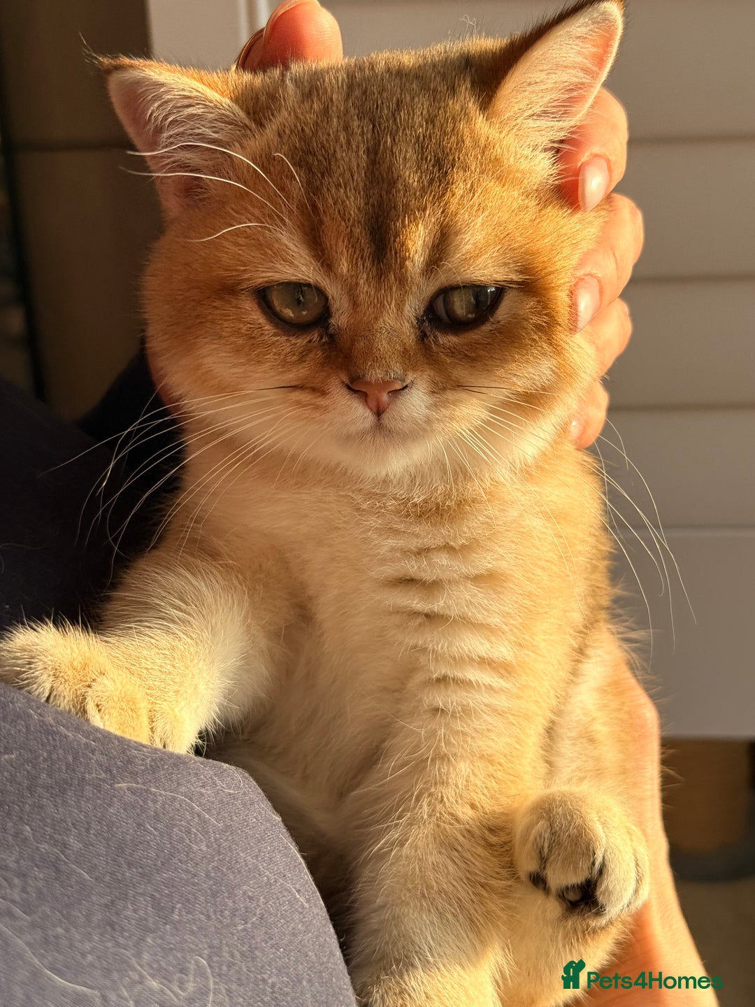 British Shorthair cats for sale: Early BLACK FRIDAY deal available  - Image 12