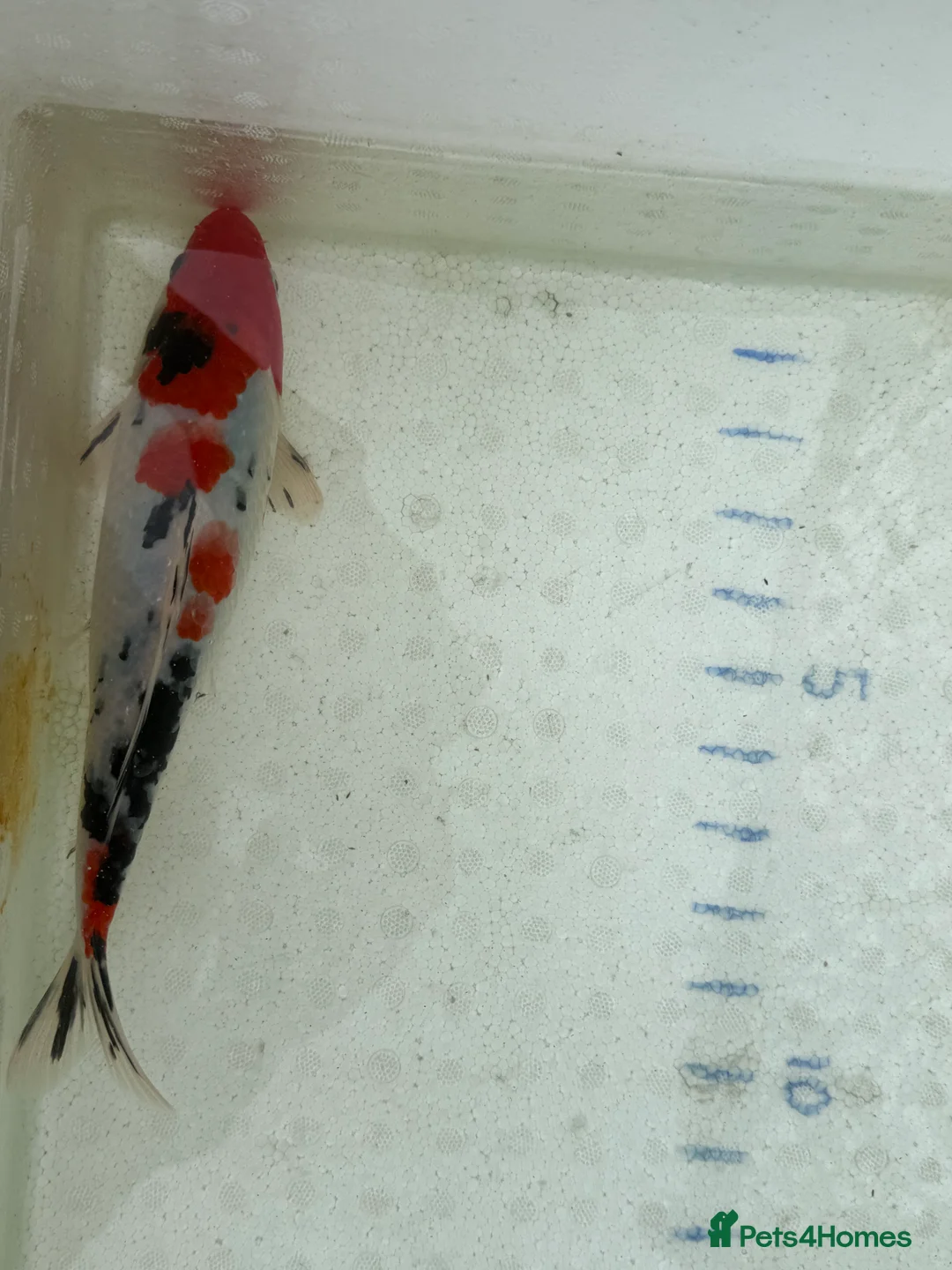 Koi Carp fish for sale: Japanese koi plus more - Advert 16