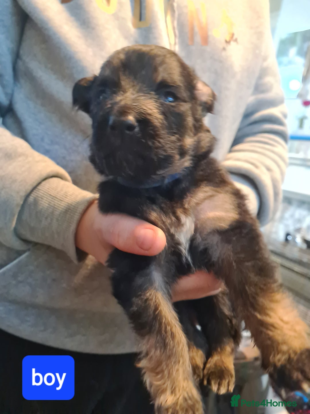 German Shepherd dogs for sale: German shepherd puppies - Advert 7