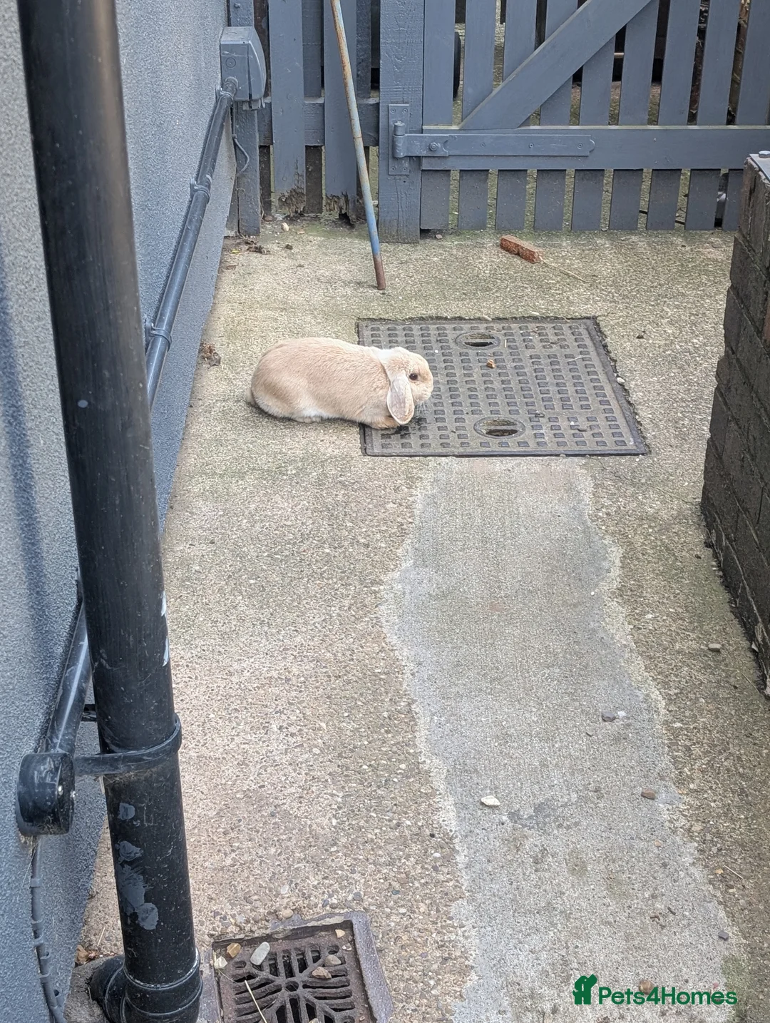 French Lop rabbits for sale: French mini lop  - Advert 1