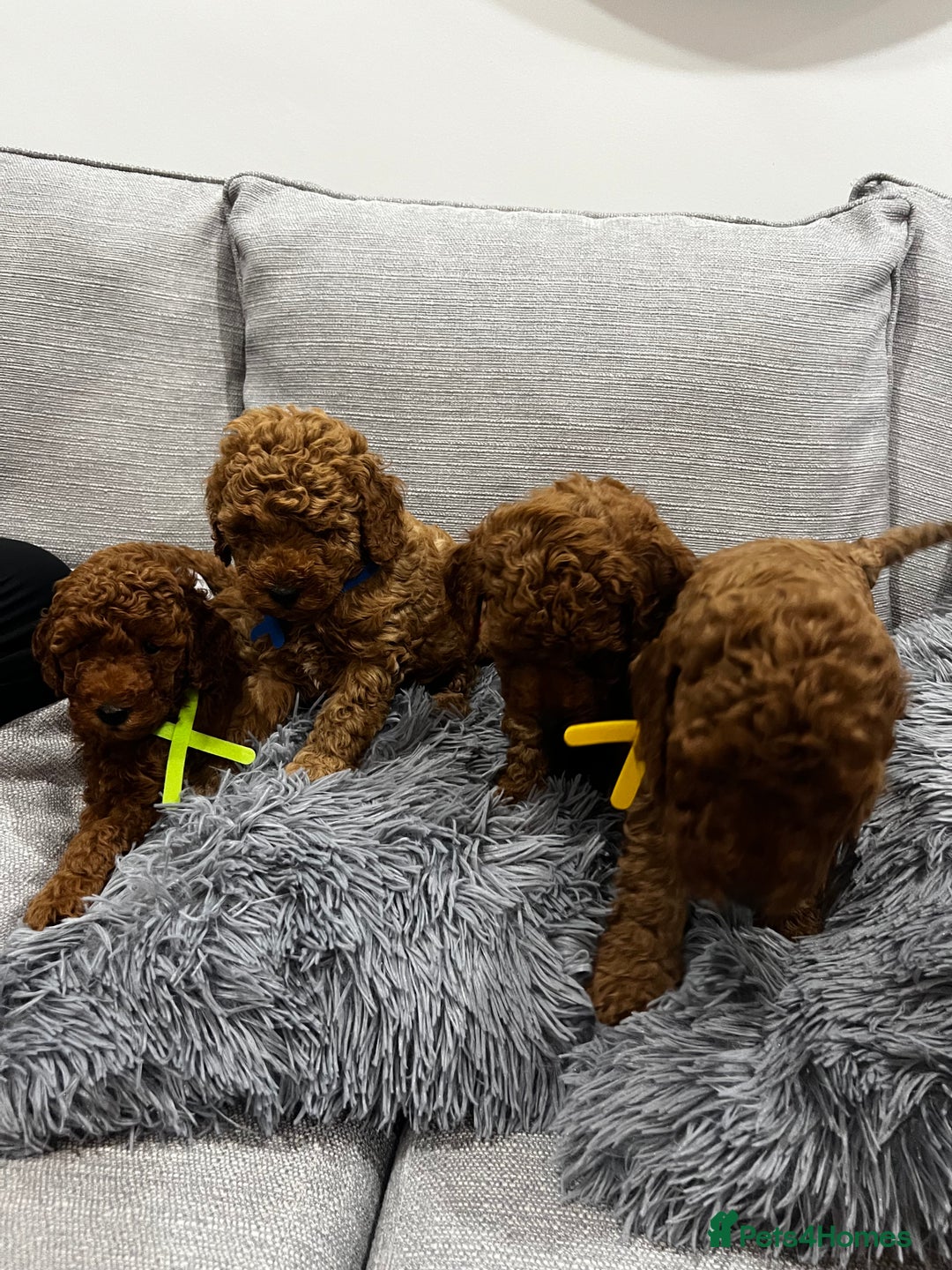 Labradoodle dogs for sale: Miniature Labradoodle  - Advert 3