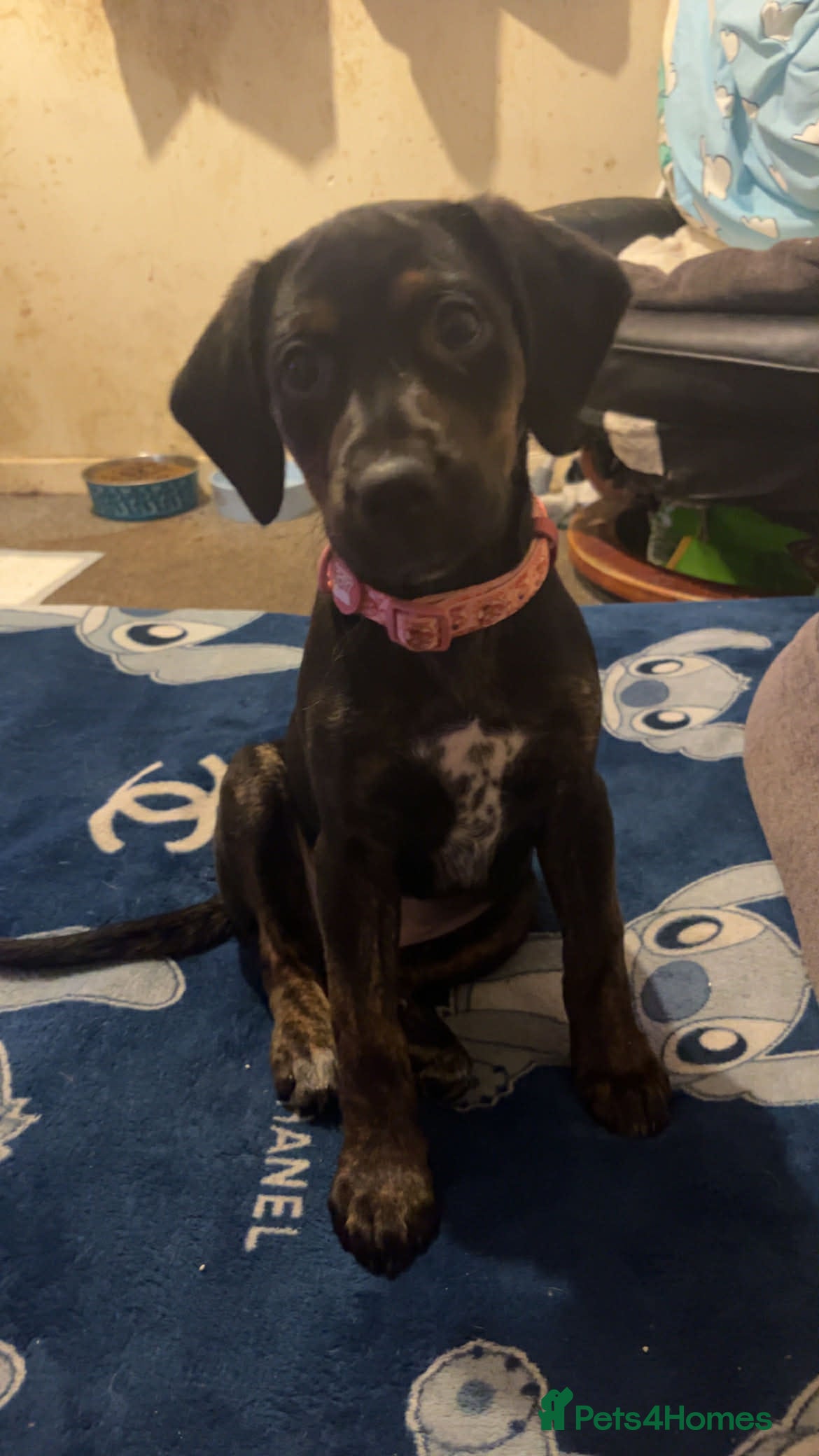 Mixed Breed dogs Meet Your New Best Friend! - Advert 1