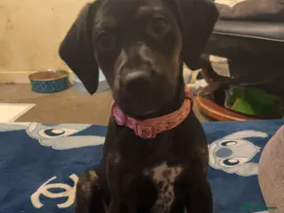 Mixed Breed dogs Meet Your New Best Friend! - Advert 1