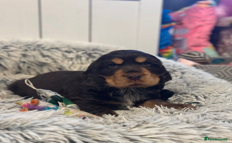 Cocker Spaniel dogs - Advert 4
