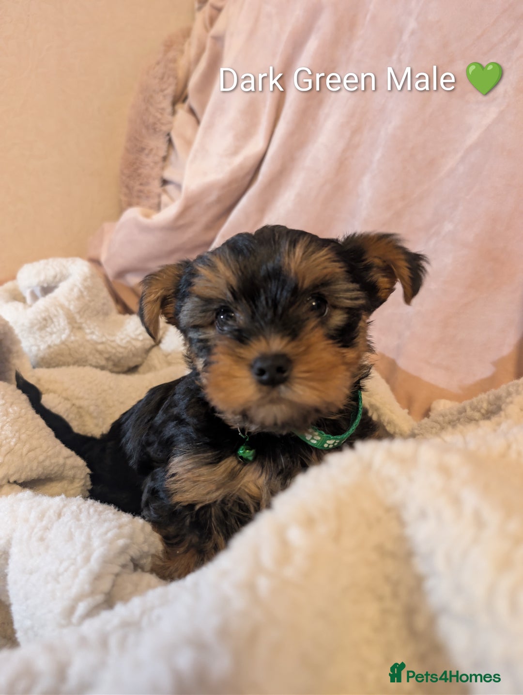 Yorkshire Terrier dogs for sale: Yorkshire Terriers ready for new home  - Advert 5