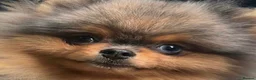 Pomeranian dogs for sale: BEST LOOKING ADULT MERLE BOY  - Advert 2