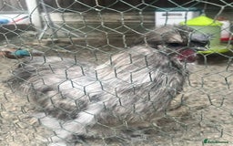 Chickens poultry for sale: 2 male silkie chickens - Image 4