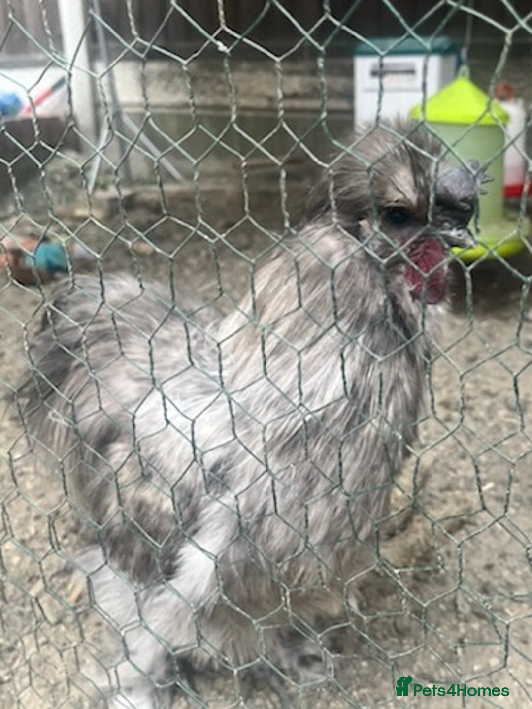 Chickens poultry for sale: 2 male silkie chickens - Image 4