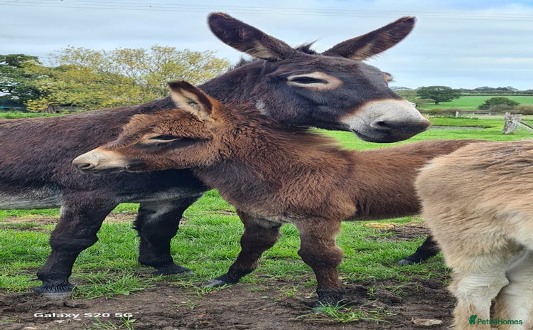 Donkey livestock - Advert 1