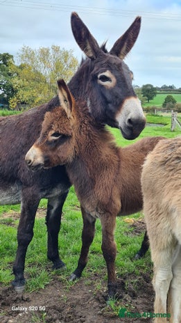 Donkey livestock - Advert 1